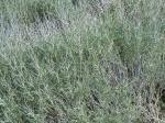 : - Ericameria nauseosa