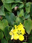 : - Stigmaphyllon ciliatum