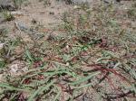 : - Gayophytum diffusum