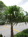 Florida-Schilfpalme - Thrinax radiata