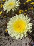 : - Malacothrix californica
