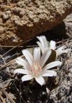 : - Lewisia kelloggii