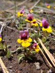 : - Mimulus pulchellus