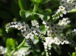 : - Heliotropium curassavicum var. oculatum
