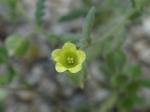 : - Emmenanthe penduliflora