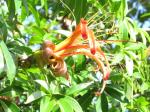 : - Adansonia madagascariensis