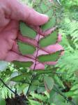 : - Adiantum trapeziforme