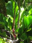 : - Anthurium plowmanii