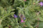 Weiches Lungenkraut - Pulmonaria mollissima