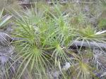: - Coccothrinax argentea