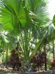 Talipot-Palme - Corypha umbraculifera