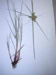 : - Cyperus aggregatus