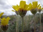 : - Tetraneuris acaulis