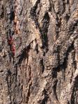 Grauer Eisenholz-Eukalyptus-Eucalyptus paniculata