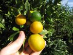 : - Fortunella crassifolia