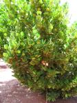 : - Garcinia spicata