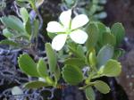 :-Geranium cuneatum subsp. cuneatum