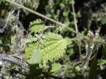 : - Hesperocnide sandwicensis