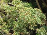 : - Kanaloa kahoolawensis