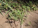 : - Lepidium oblongum