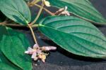 : - Medinilla venosa