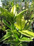 : - Melicope obovata