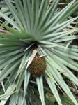 : - Pandanus vandermeeschii