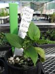 : - Phyllostegia macrophylla