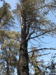 Coulters Kiefer - Pinus coulteri