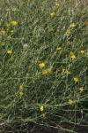 Großer Knorpellattich - Chondrilla juncea