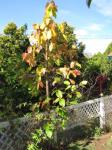 Sal - Shorea robusta