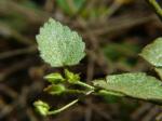 : - Sida cordata
