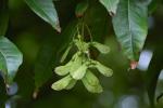 Glatter Ahorn - Acer laevigatum