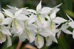 : - Barkeria lindleyana