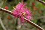 : - Melaleuca radula