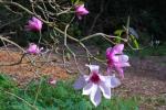 : - Magnolia dawsoniana