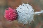 : - Carduus occidentalis