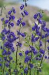 : - Aconitum columbianum