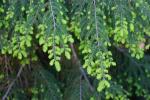 Kanadische Hemlocktanne - Tsuga canadensis