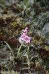 : - Agalinis lanceolata