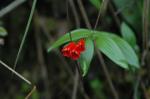 : - Bomarea distichifolia