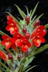 : - Columnea flexiflora