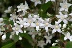 : - Deutzia setchuenensis