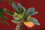 : - Dorstenia gigas