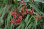 : - Gaultheria bracteata