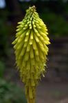 : - Kniphofia citrina
