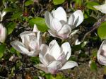Magnolie - Magnolia cylindrica