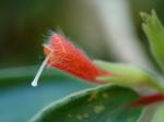 : - Nematanthus fissus