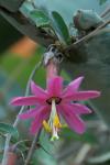 : - Passiflora gracilens