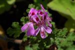 Eichenblättrige Pelargonie - Pelargonium quercifolium